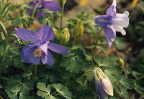 Aquilegia saximontana